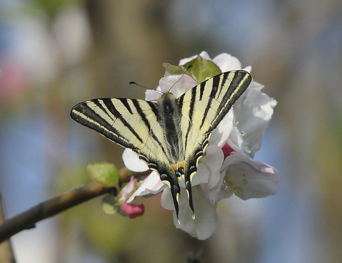 Iphiclides podalirius - Podalirio